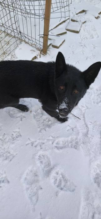 Căutăm o familie iubitoare pentru un cățel jucăuș