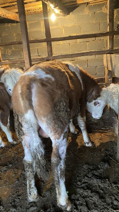 Бычки откормленные