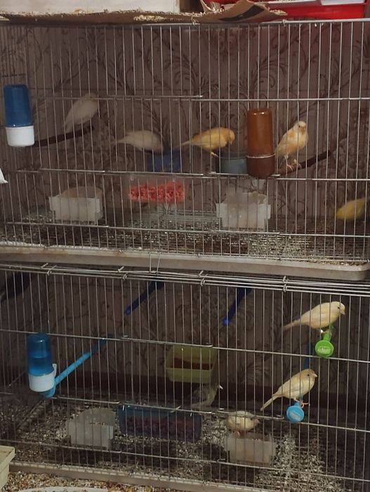 Молодые канарейки