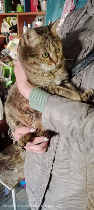 Отдам молодого котика, кастрирован