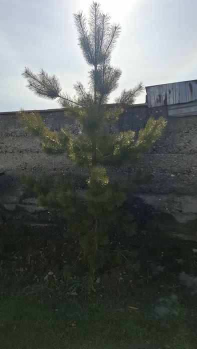 Продам саженцы 4шт