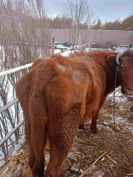 Сийир    сатилади