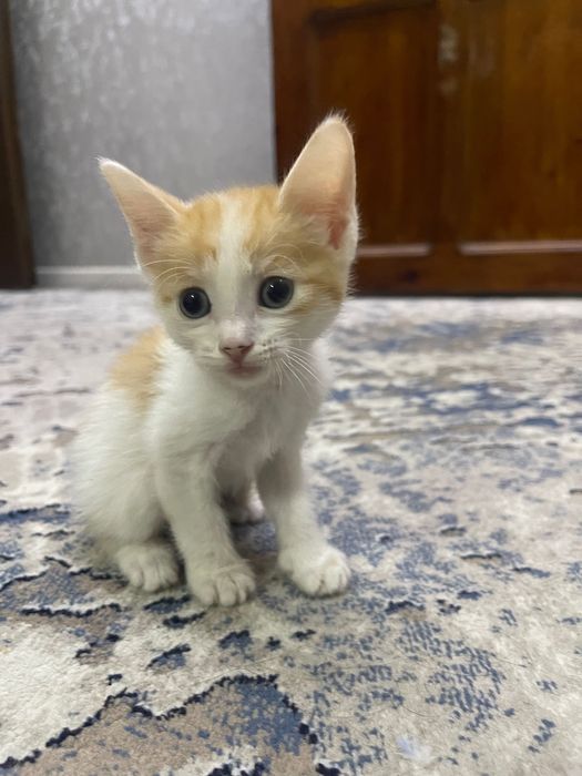 Arzonga zotli mushuklar