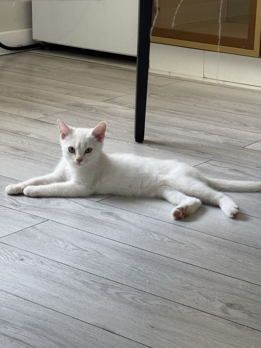 Котята в продаже