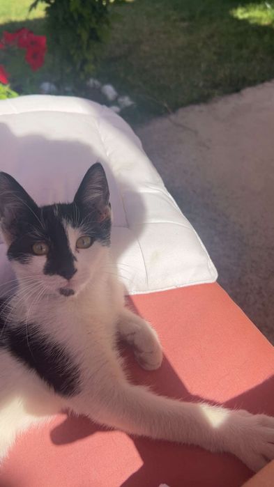 Малко красиво котенце
