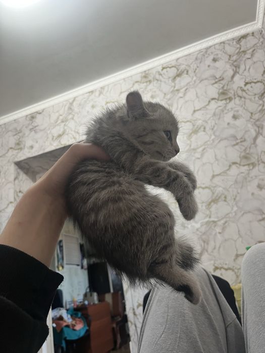 Продам котят британские смесь