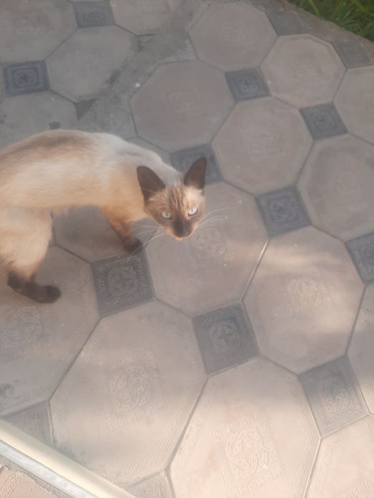 Продам сиамскую кошку с ребенком