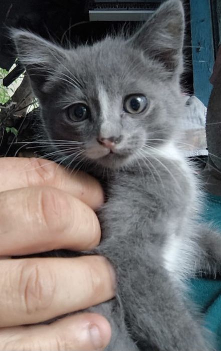 Отдам даром котенка
