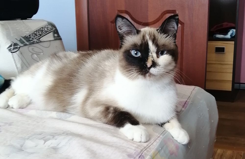 Апрелька, кошечка стерилизованная