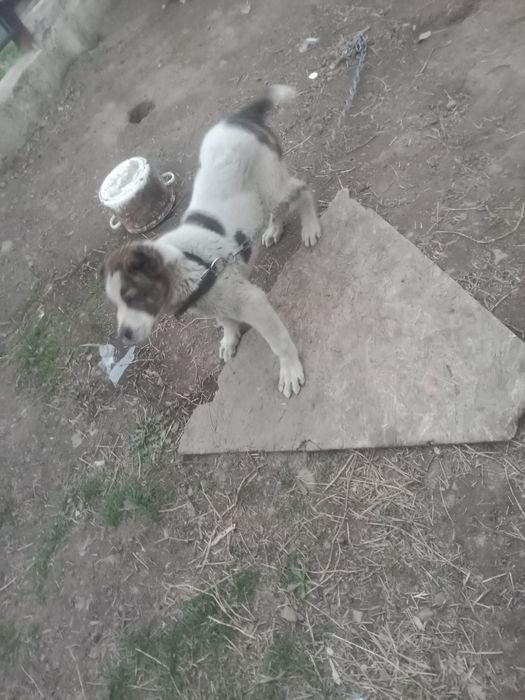 Продам салаки по 50 тыс