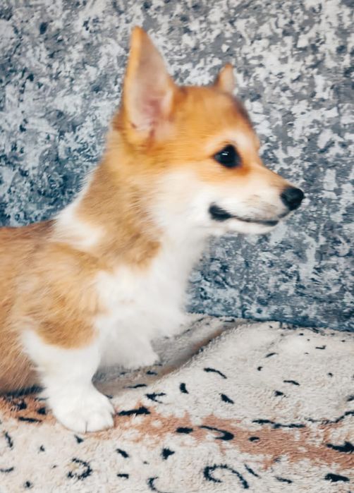 Вельш корги племброк