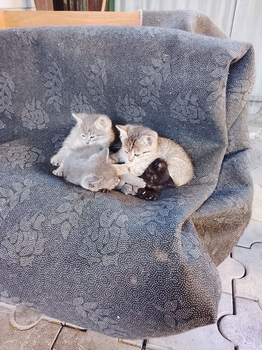 Бесплатно отдам котят