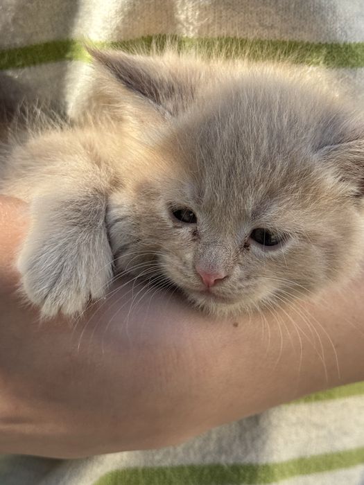 Mushuk Turetski angora