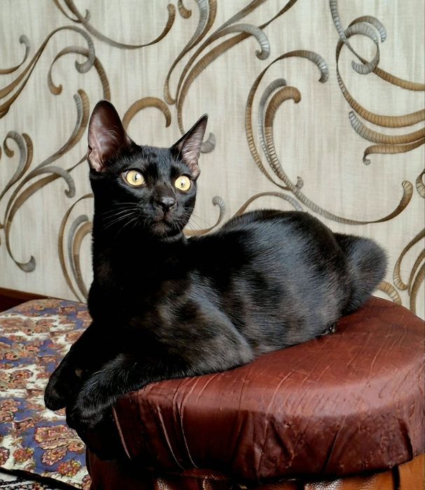 Тозака бенгал камёб