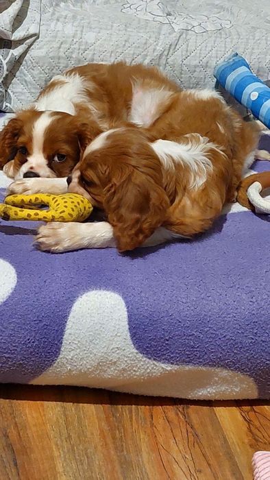 Малки сладки кавалер кинг чарлз шпаньол