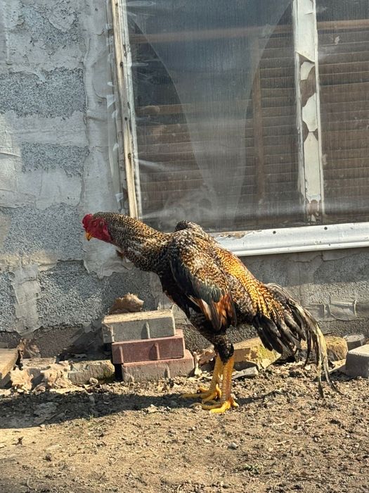 Дакан (бойцовский петух)