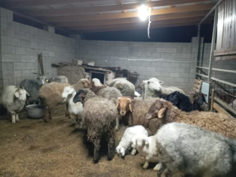 Продам баранов жирных