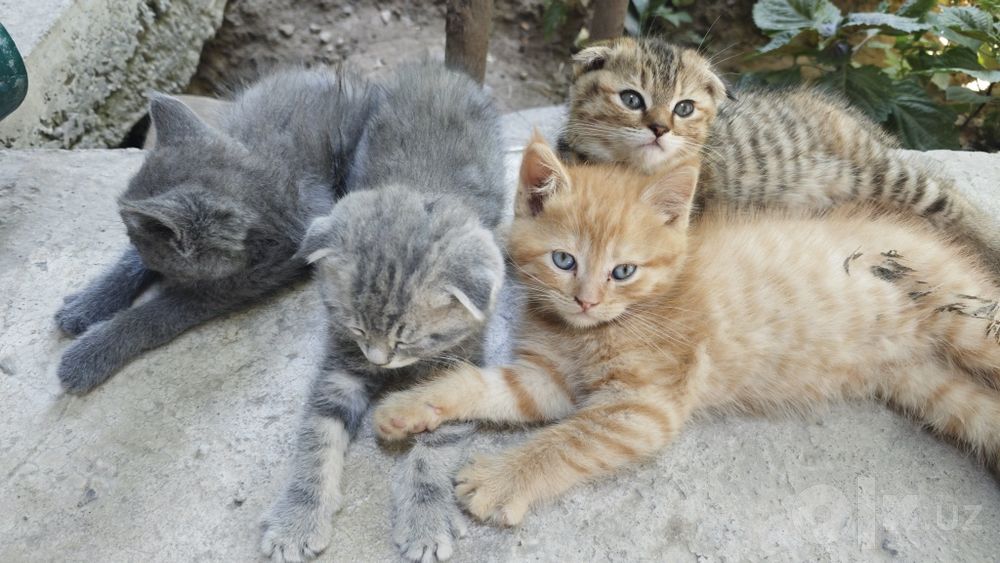 Skotish Strayt , juda chiroyli, 1,5 oydan oshdi