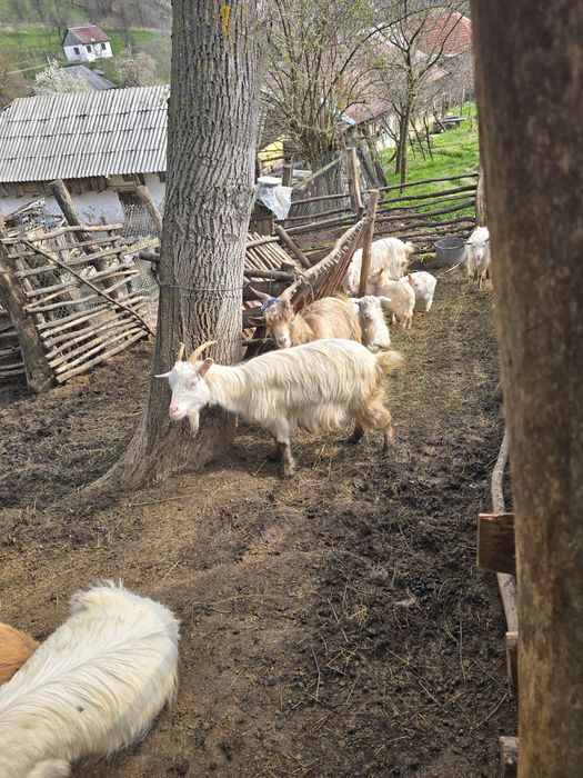 Capre cu Iezi-Microferma -se vand împreună
