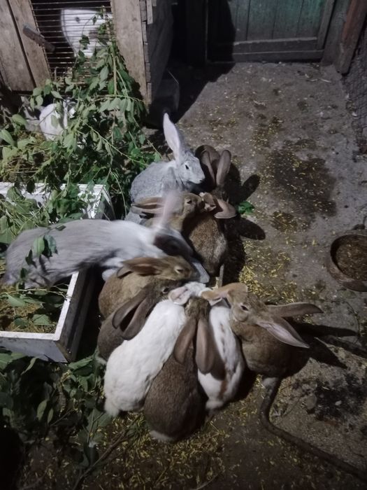Кролики на развод,на мясо