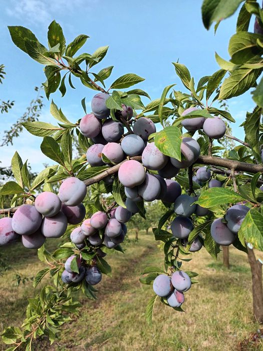 Vând prune pentru țuică