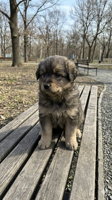 Щенки ющут заботливых хозяев.