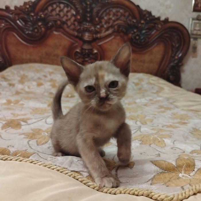 Европейская Бурма