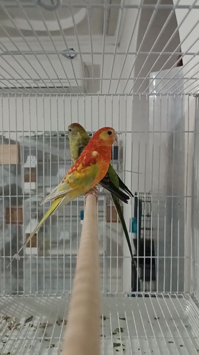 Певчие попугай Атласные