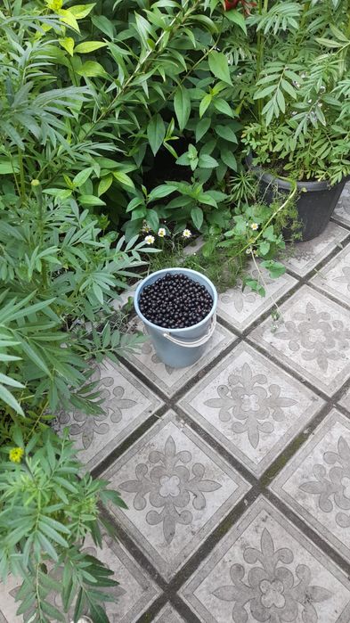 Продам чёрную смородину