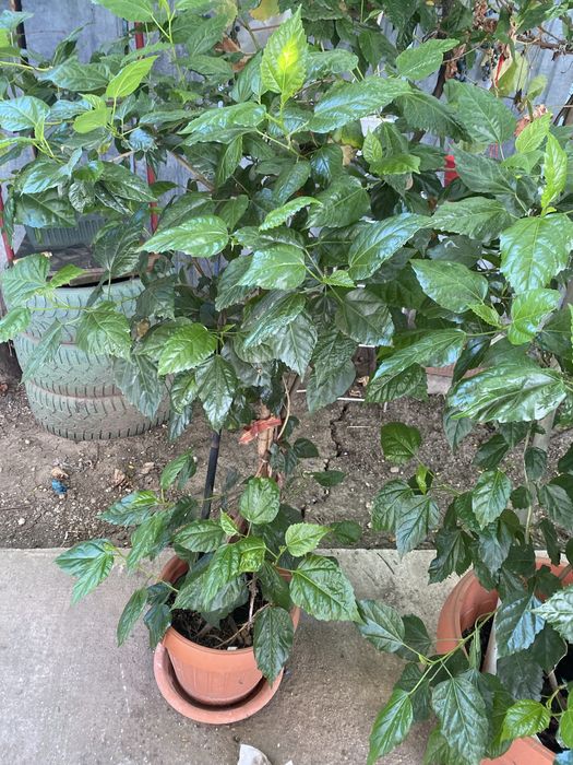 Trandafir Japonez 500 lei bucata