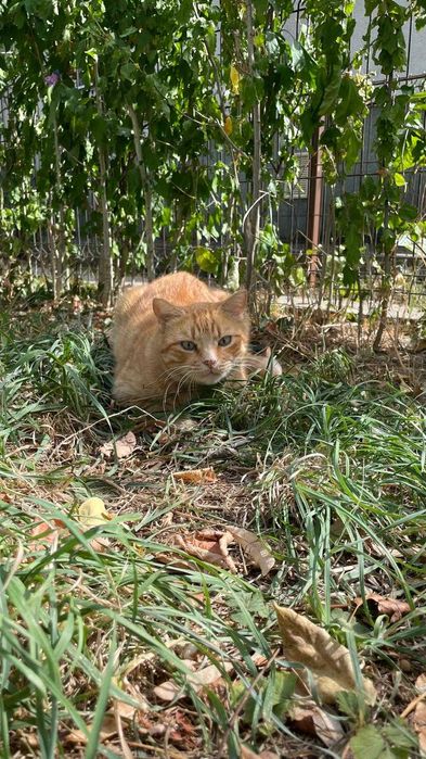 Galbioara, pisica de 7 ani, sterilizata