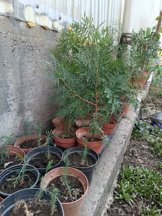 Продаются туи, можжевельники