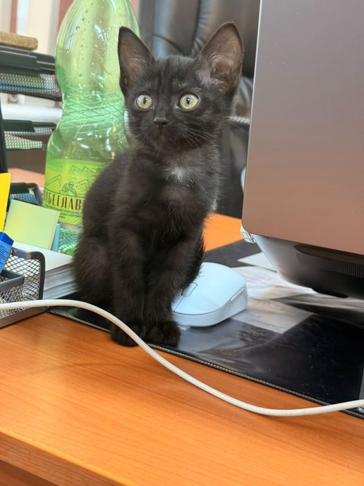 Отдам котенка в хорошие руки