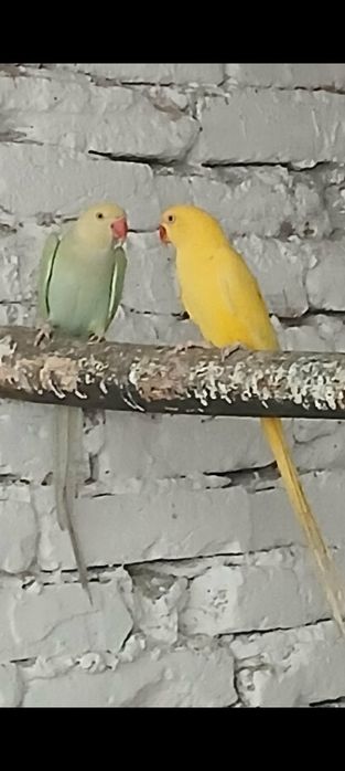 Vând micul Alexandru maturi gata de cuib .