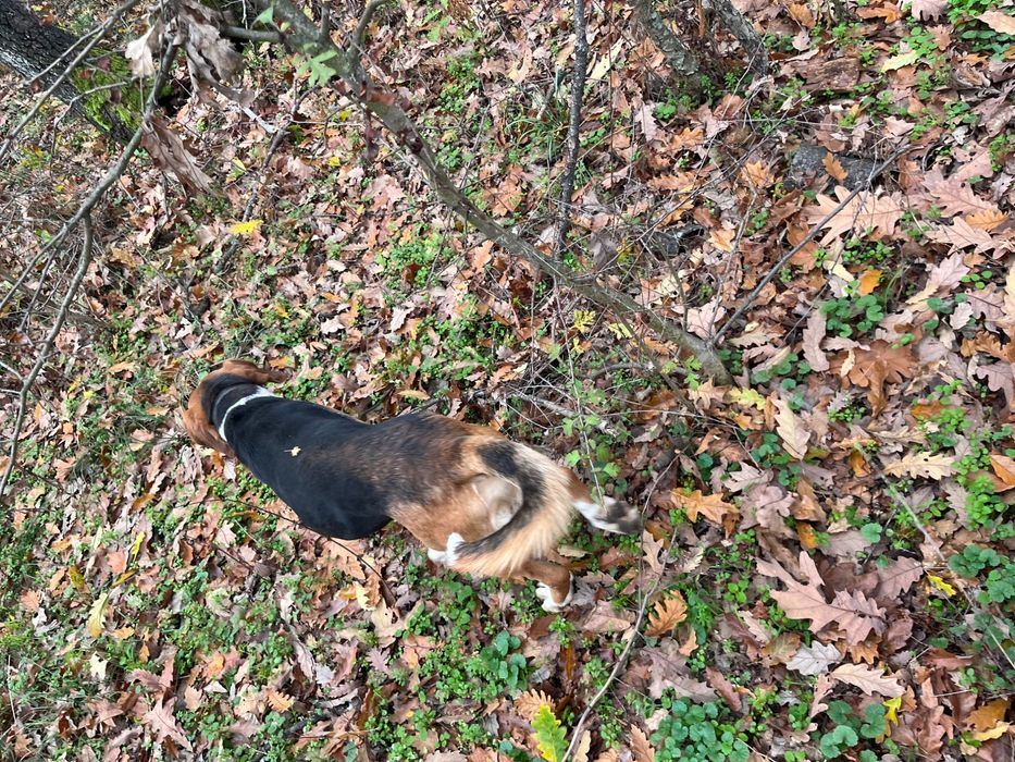 Продавам две ловни гончета