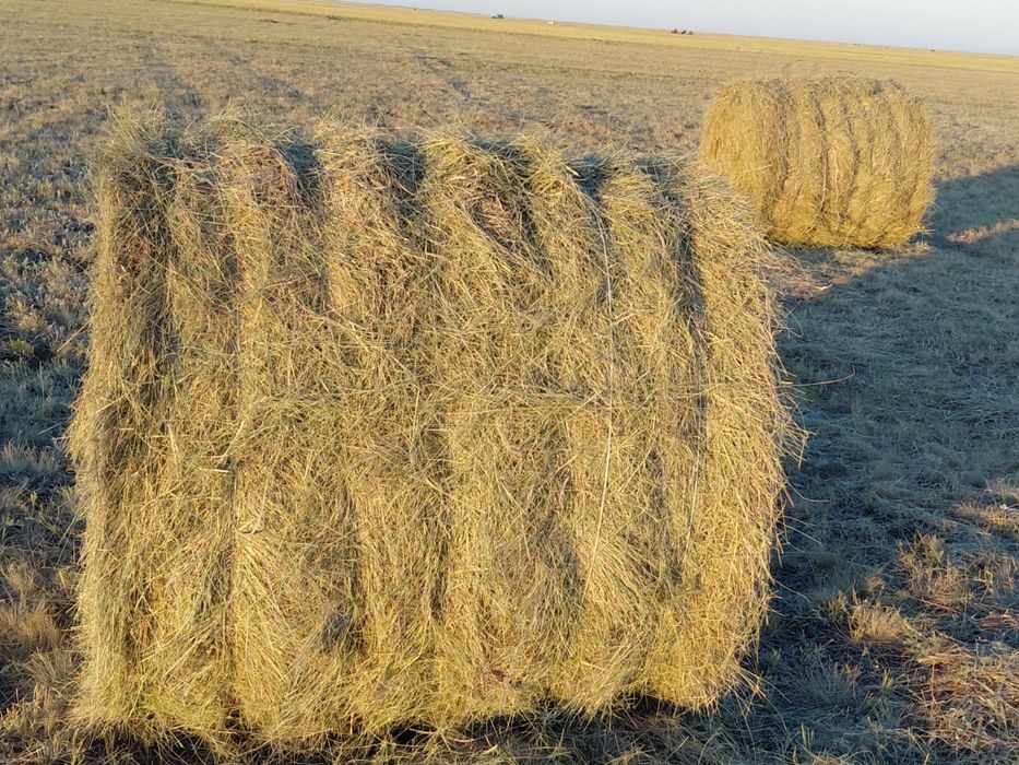 Продам сено в рулонах