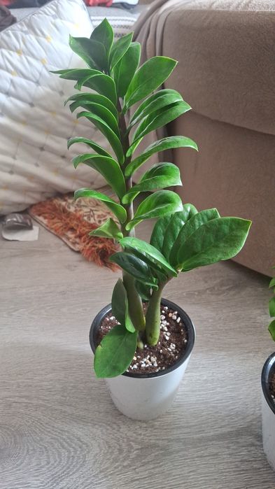 Продам замиакулькас Зензи