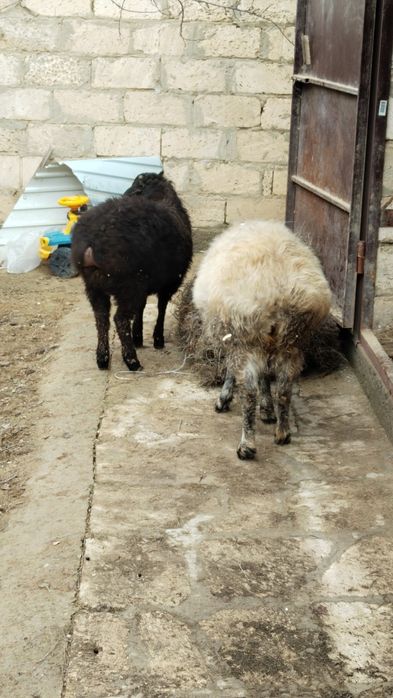 Қой бар екеу бір ақ бір қара