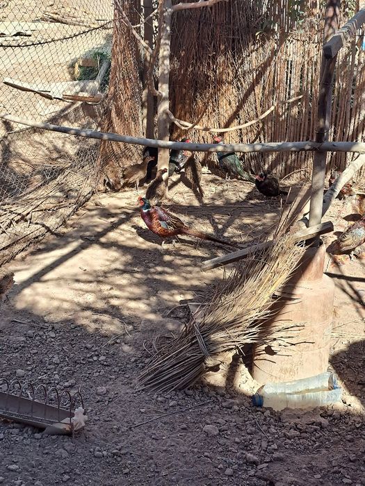 Фазан жужалари сотилади