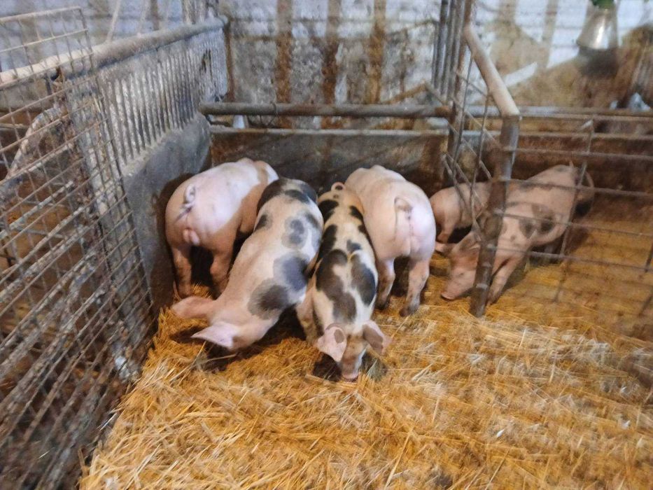 Продавам малки прасета