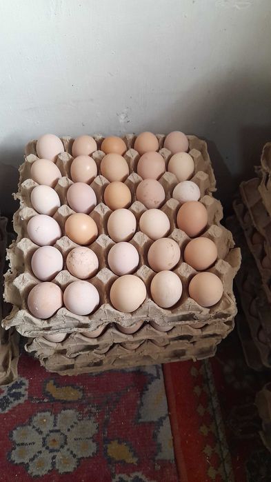 QORA tovuq TUXUMLARI sotiladi