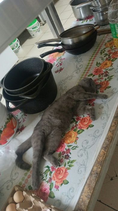 Отдам в хорошие руки