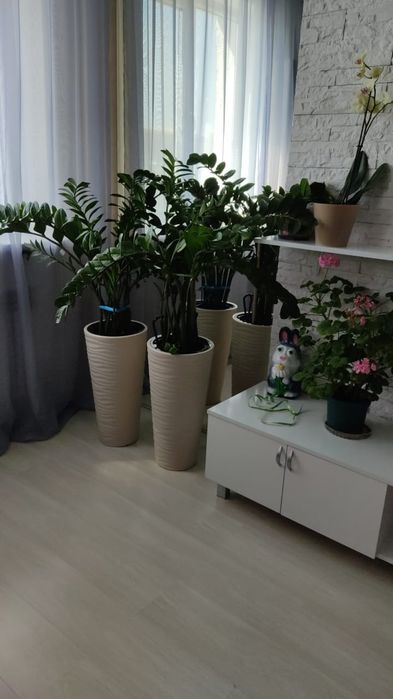 Продам цветы не дорого