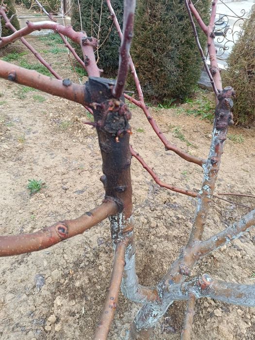 Daraxt kesamiz dorilash xizmati