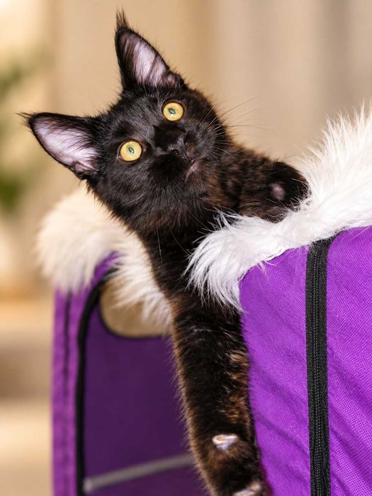 Maine Coon Solid Black – Sultan, micul rege cu pedigree  pedigree  www.lynxrunecode.com
