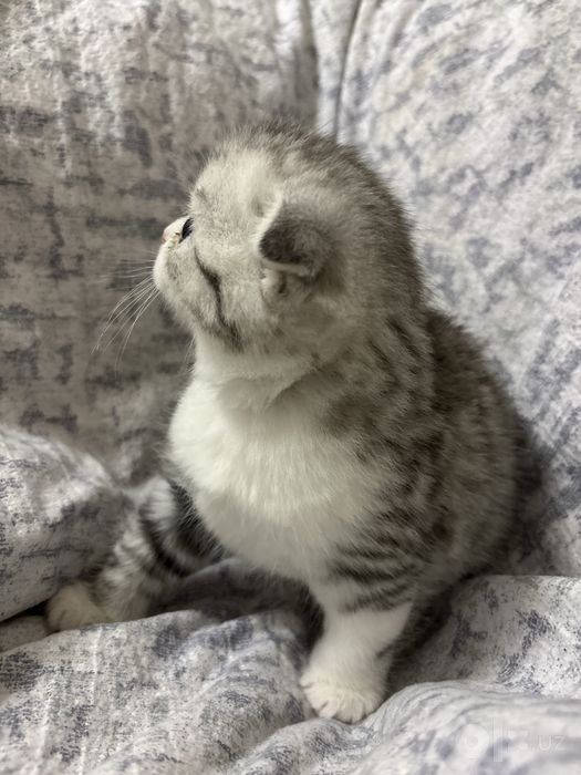 Котенок вислоухий