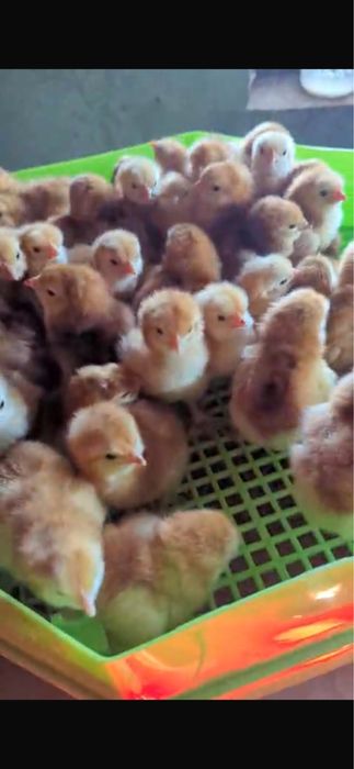 Pui Rhode Island Red