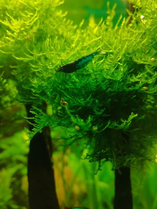 аквариумные креветки