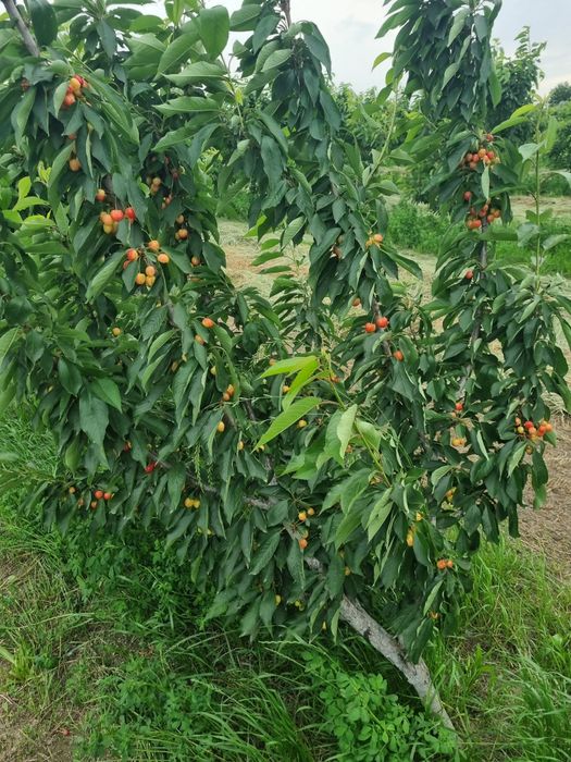 Chereshni gilos (sammit navi)