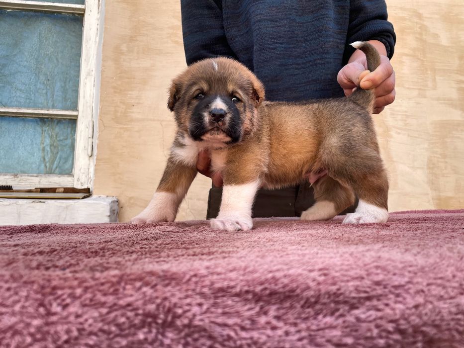 Щенок туркменского Алабая ( чистокровный )